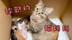 向死而生二狗爆料最新,揭秘娱乐圈不为人知的真相